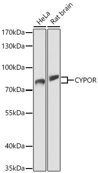 CYPOR Rabbit Polyclonal Antibody
