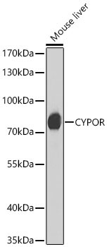 CYPOR Rabbit Polyclonal Antibody - Image 2