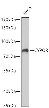 CYPOR Rabbit Polyclonal Antibody - Image 3