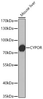 CYPOR Rabbit Polyclonal Antibody - Image 4