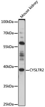 CYSLTR2 Rabbit Polyclonal Antibody