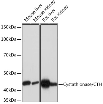 Cystathionase/CTH Rabbit Monoclonal Antibody
