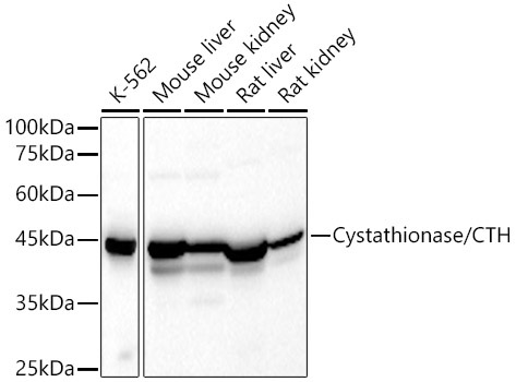 Cystathionase/CTH Rabbit Polyclonal Antibody