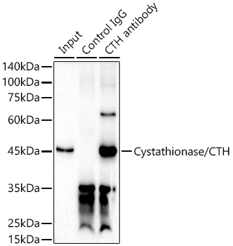 Cystathionase/CTH Rabbit Polyclonal Antibody - Image 3