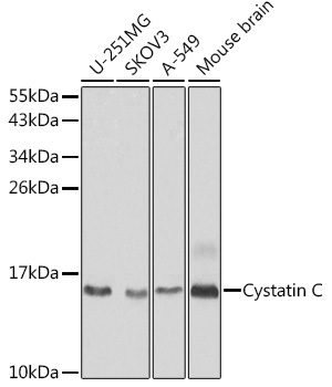 Cystatin C Rabbit Polyclonal Antibody