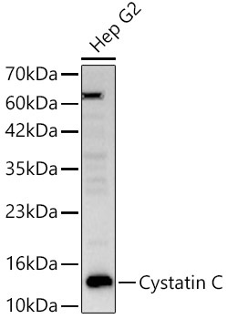 Cystatin C Rabbit Polyclonal Antibody