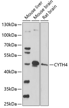 CYTH4 Rabbit Polyclonal Antibody