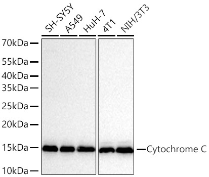 Cytochrome C Rabbit Monoclonal Antibody