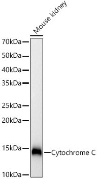 Cytochrome C Rabbit Polyclonal Antibody