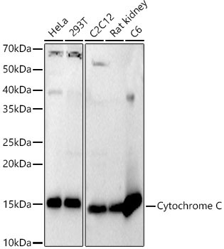 Cytochrome C Rabbit Polyclonal Antibody - Image 2