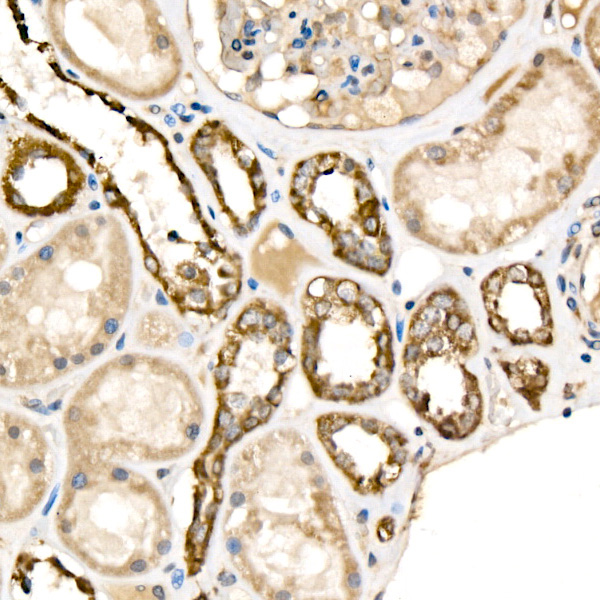 Cytochrome C Rabbit Polyclonal Antibody - Image 3