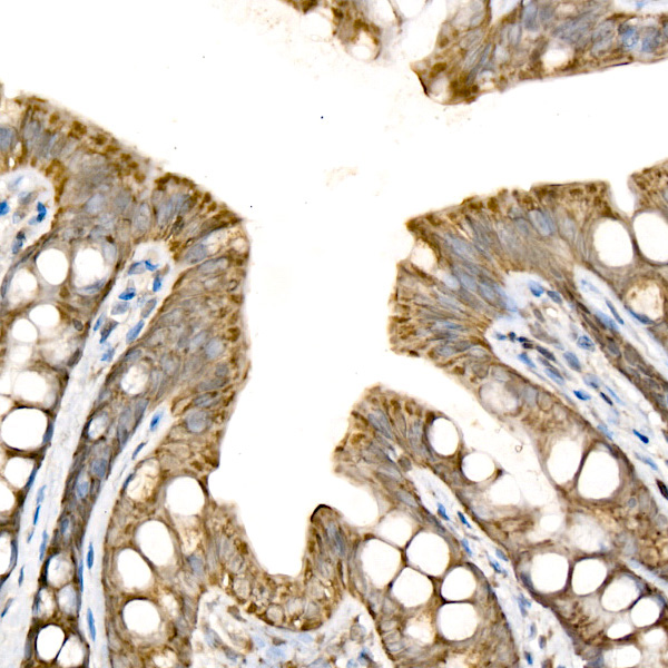 Cytochrome C Rabbit Polyclonal Antibody - Image 4