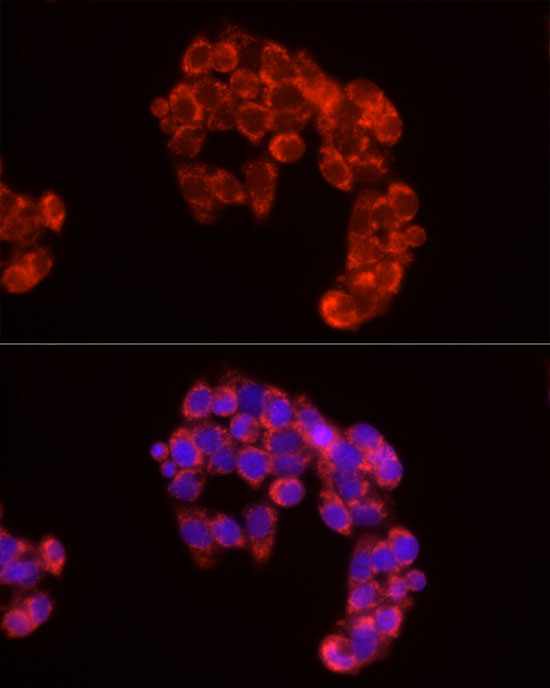 Cytochrome C Rabbit Polyclonal Antibody - Image 5