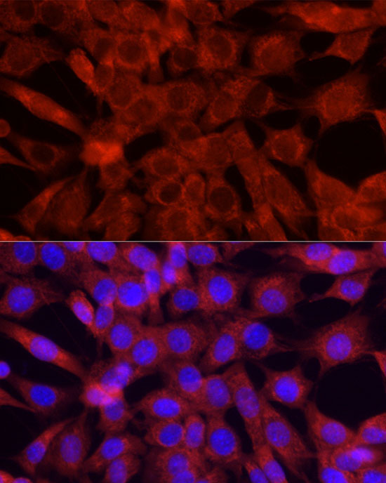 Cytochrome C Rabbit Polyclonal Antibody - Image 6