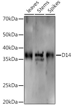 D14 Rabbit Polyclonal Antibody