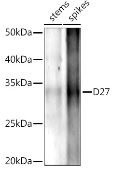 D27 Rabbit Polyclonal Antibody