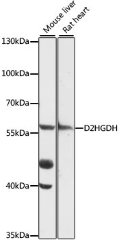 D2HGDH Rabbit Polyclonal Antibody