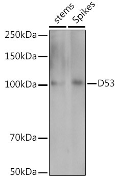 D53 Rabbit Polyclonal Antibody