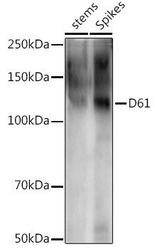 D61 Rabbit Polyclonal Antibody
