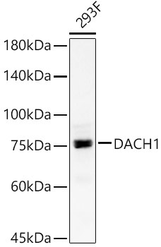 DACH1 Rabbit Polyclonal Antibody