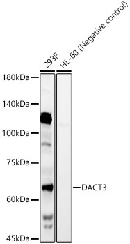 DACT3 Rabbit Polyclonal Antibody