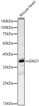 DAG1 Rabbit Polyclonal Antibody