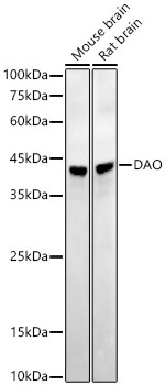 DAO Rabbit Monoclonal Antibody - Image 2