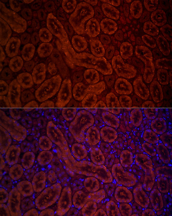 DAO Rabbit Polyclonal Antibody - Image 3