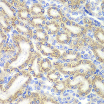 DAP Rabbit Polyclonal Antibody - Image 2