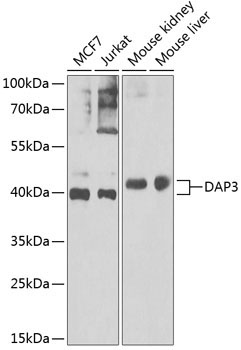 DAP3 Rabbit Polyclonal Antibody