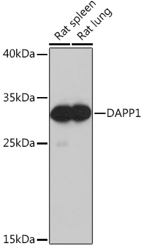 DAPP1 Rabbit Polyclonal Antibody