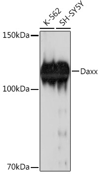 Daxx Rabbit Monoclonal Antibody