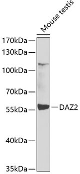 DAZ2 Rabbit Polyclonal Antibody