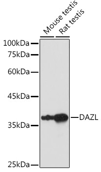 DAZL Rabbit Polyclonal Antibody