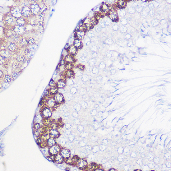 DAZL Rabbit Polyclonal Antibody - Image 2