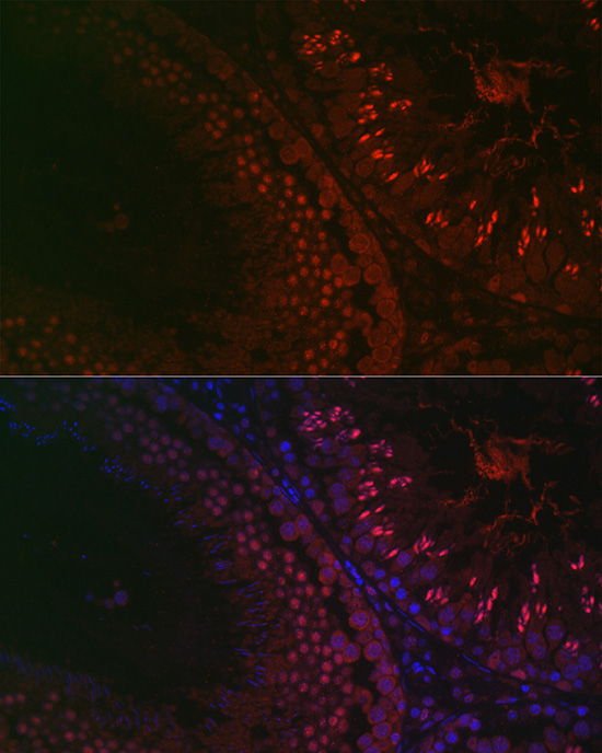 DAZL Rabbit Polyclonal Antibody - Image 4