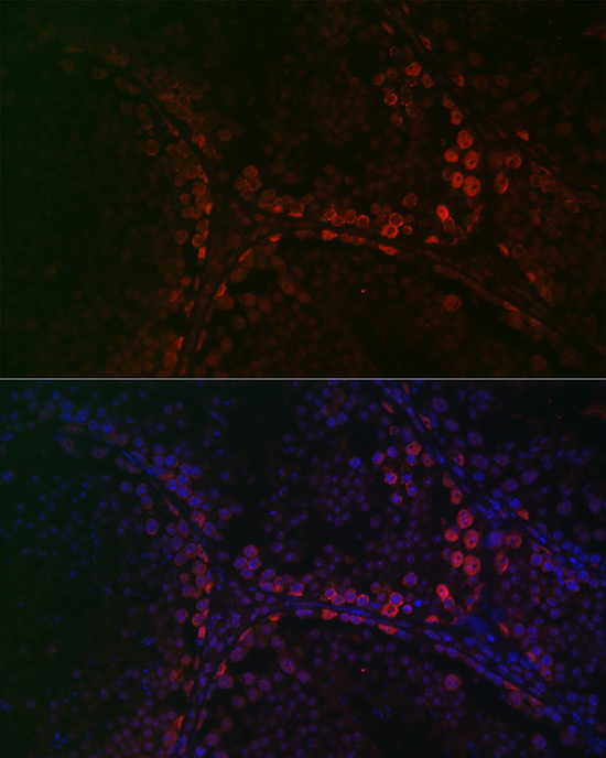 DAZL Rabbit Polyclonal Antibody - Image 5