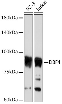 DBF4 Rabbit Monoclonal Antibody