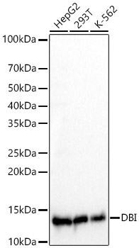 DBI Rabbit Monoclonal Antibody