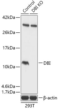 DBI Rabbit Polyclonal Antibody