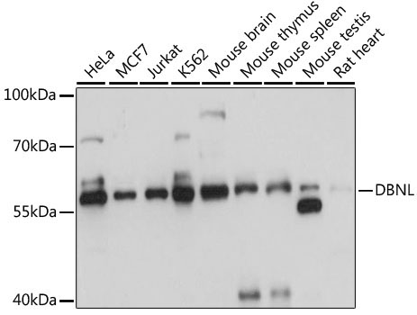 DBNL Rabbit Polyclonal Antibody