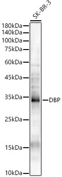 DBP Rabbit Polyclonal Antibody
