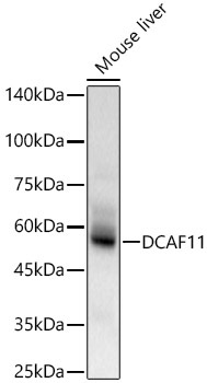 DCAF11 Rabbit Polyclonal Antibody