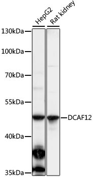 DCAF12 Rabbit Polyclonal Antibody