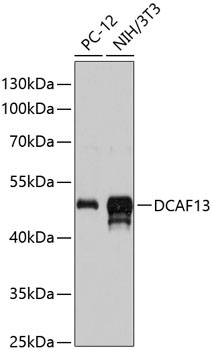 DCAF13 Rabbit Polyclonal Antibody