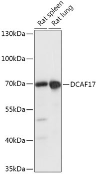 DCAF17 Rabbit Polyclonal Antibody
