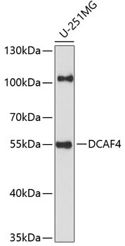 DCAF4 Rabbit Polyclonal Antibody