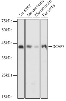 DCAF7 Rabbit Polyclonal Antibody