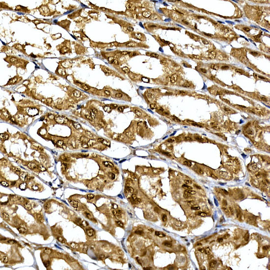 DCAF7 Rabbit Polyclonal Antibody - Image 3