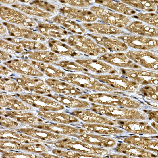 DCAF7 Rabbit Polyclonal Antibody - Image 4